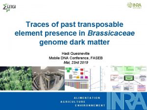 Traces of past transposable element presence in Brassicaceae