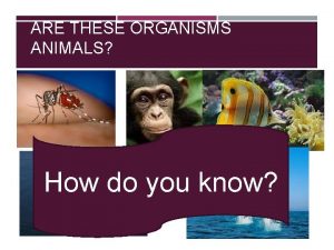 ARE THESE ORGANISMS ANIMALS How do you know
