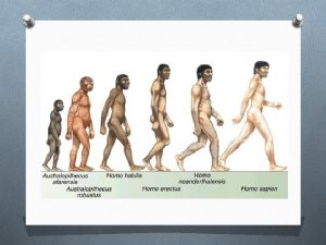 Hominid Evolution Hominids O Include all species in