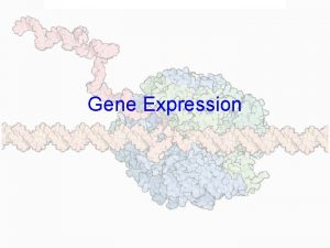 Gene Expression The trp operon encodes genes for