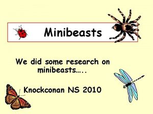 Minibeasts We did some research on minibeasts Knockconan