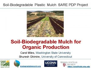 SoilBiodegradable Plastic Mulch SARE PDP Project SoilBiodegradable Mulch