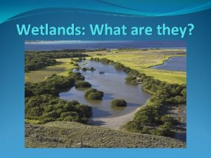 Wetlands What are they Wetlands 1 Wetlands areas