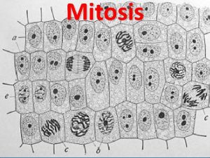 Mitosis Mitosis Mitosis enables organisms to grow repair
