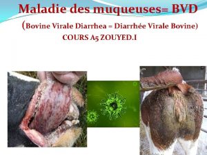 Maladie des muqueuses BVD Bovine Virale Diarrhea Diarrhe