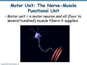 Motor Unit The NerveMuscle Functional Unit Motor unit