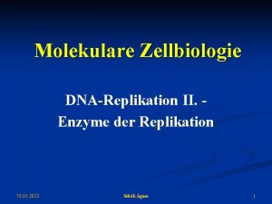Molekulare Zellbiologie DNAReplikation II Enzyme der Replikation 15