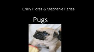 Emily Flores Stephanie Farias Pugs Video Pug video