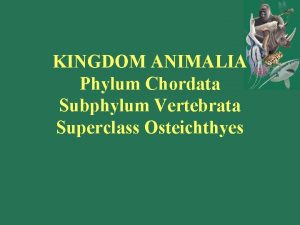 KINGDOM ANIMALIA Phylum Chordata Subphylum Vertebrata Superclass Osteichthyes