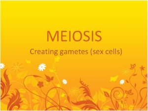 MEIOSIS Creating gametes sex cells Chromosome Number A