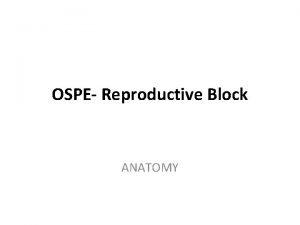 OSPE Reproductive Block ANATOMY Q Identify the labeled