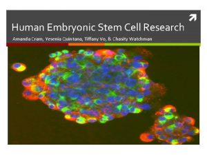 Human Embryonic Stem Cell Research Amanda Cram Yesenia