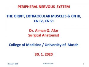 PERIPHERAL NERVOUS SYSTEM THE ORBIT EXTRAOCULAR MUSCLES CN