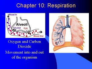 Chapter 10 Respiration Oxygen and Carbon Dioxide Movement