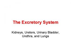 The Excretory System Kidneys Ureters Urinary Bladder Urethra