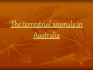 The terrestrial animals in Australia The marsupials are