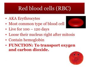 Red Blood Cells RBC Description 4 6 billion