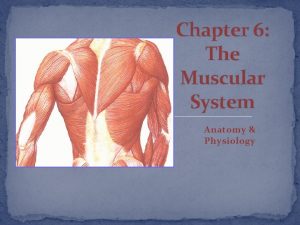 Chapter 6 The Muscular System Anatomy Physiology Muscular