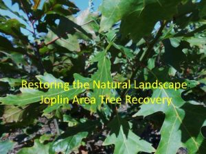 Restoring the Natural Landscape Joplin Area Tree Recovery