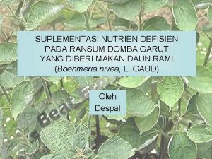 SUPLEMENTASI NUTRIEN DEFISIEN PADA RANSUM DOMBA GARUT YANG