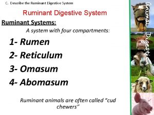 C Describe the Ruminant Digestive System Ruminant Systems