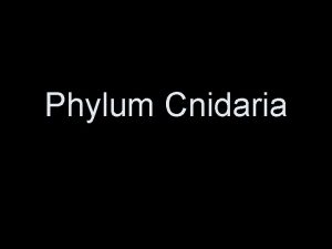 Phylum Cnidaria Phylum Cnidaria stinging cell A k