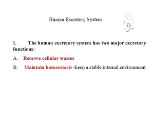 Human Excretory System I The human excretory system