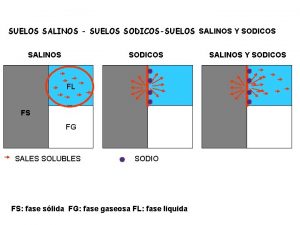 SUELOS SALINOS SUELOS SODICOSSUELOS SALINOS Y SODICOS SALINOS