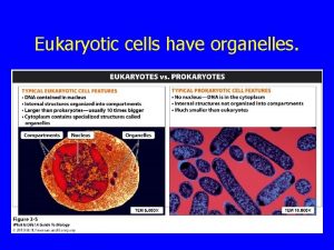 Eukaryotic cells have organelles Eukaryotic Cells Eukaryotes differ