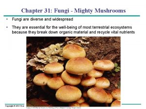 Chapter 31 Fungi Mighty Mushrooms Fungi are diverse