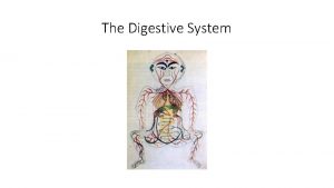 The Digestive System The human digestive system also