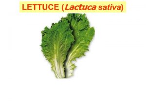LETTUCE Lactuca sativa LettuceLactuca sativa Family Chromosome No
