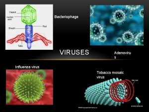 Bacteriophage VIRUSES Adenoviru s Influenza virus Tobacco mosaic