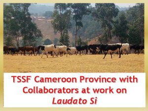 TSSF Cameroon Province with Collaborators at work on