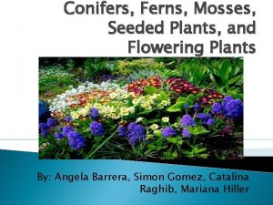 Conifers Ferns Mosses Seeded Plants and Flowering Plants