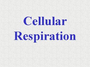 Cellular Respiration Cellular Respiration Cellular Respiration takes place