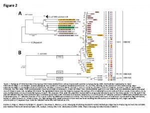 Figure 2 Phylogeny of 36 Escherichia coli serogroup