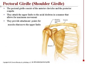 Pectoral Girdle Shoulder Girdle The pectoral girdle consist