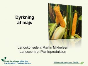 Dyrkning af majs Landskonsulent Martin Mikkelsen Landscentret Planteproduktion