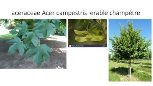 aceraceae Acer campestris erable champtre Catgorie arbre Hauteur