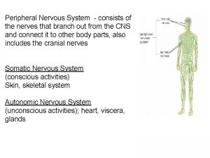 Peripheral Nervous System consists of the nerves that