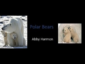 Polar Bears Abby Harmon Worlds Largest Predators Where