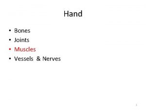 Hand Bones Joints Muscles Vessels Nerves 1 Muscles