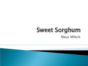 Sweet Sorghum Maya Mileck Overview What is sweet