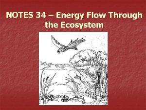 NOTES 34 Energy Flow Through the Ecosystem Energy