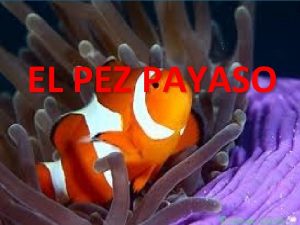 EL PEZ PAYASO imentacin entos datos curiosos CARACTERSTICAS