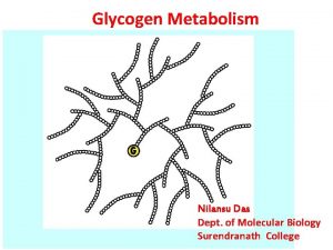 Glycogen Metabolism Nilansu Das Dept of Molecular Biology