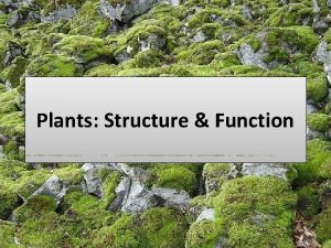 Plants Structure Function Plant Cell Plants are Eukaryotic