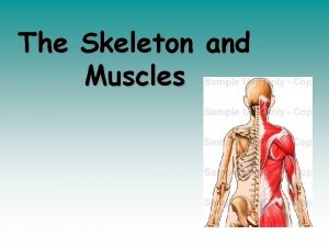 The Skeleton and Muscles The Human Skeleton Functions