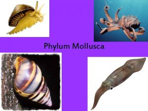 Phylum Mollusca What is a mollusk PHYLUM MOLLUSCA